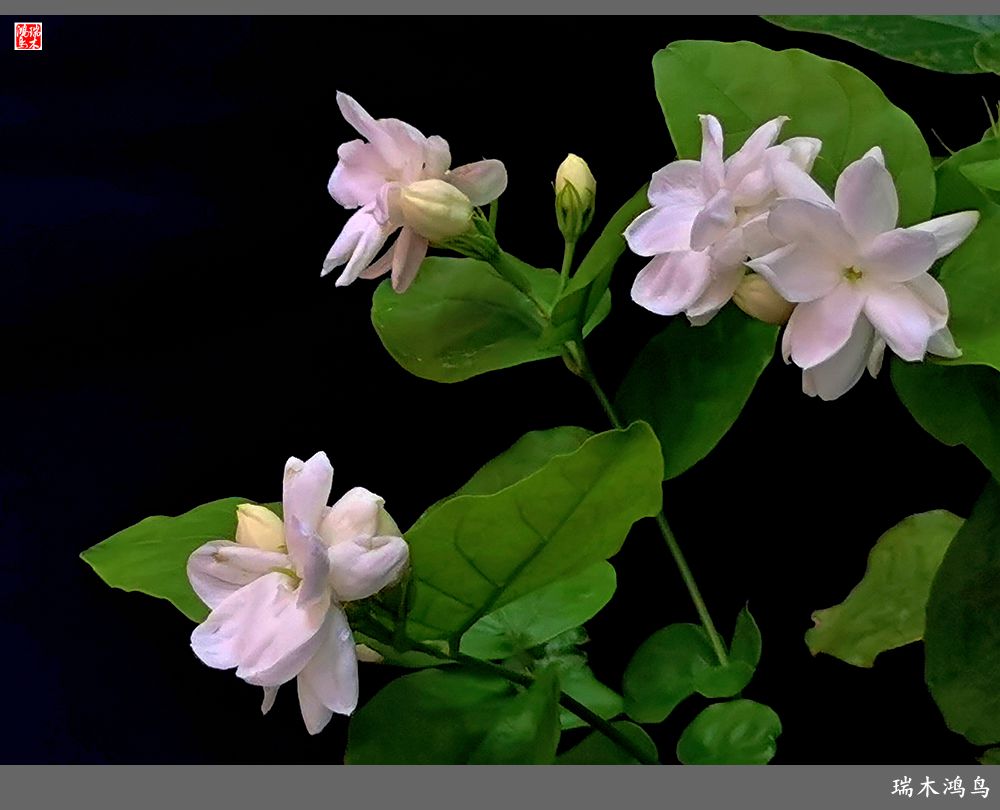 【2022之花季】38.好一朵美丽的茉莉花