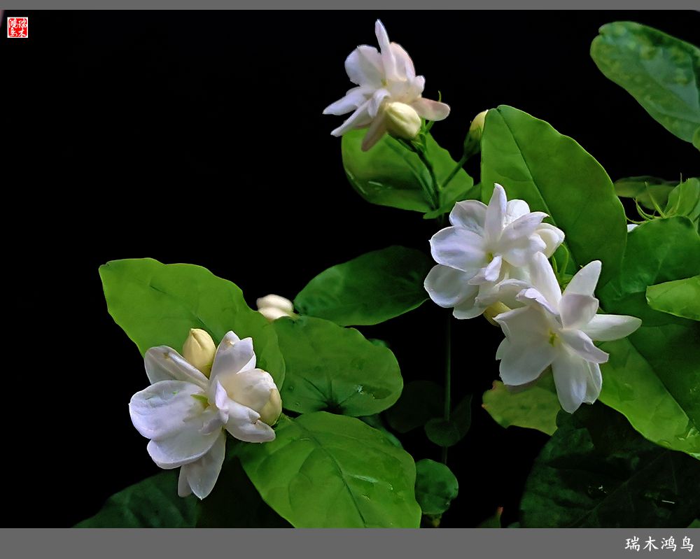 【2022之花季】38.好一朵美丽的茉莉花