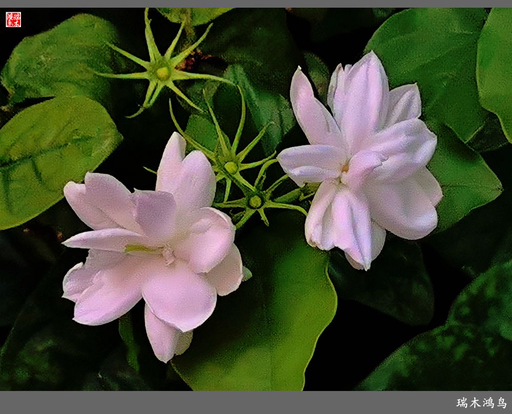 【2022之花季】38.好一朵美丽的茉莉花