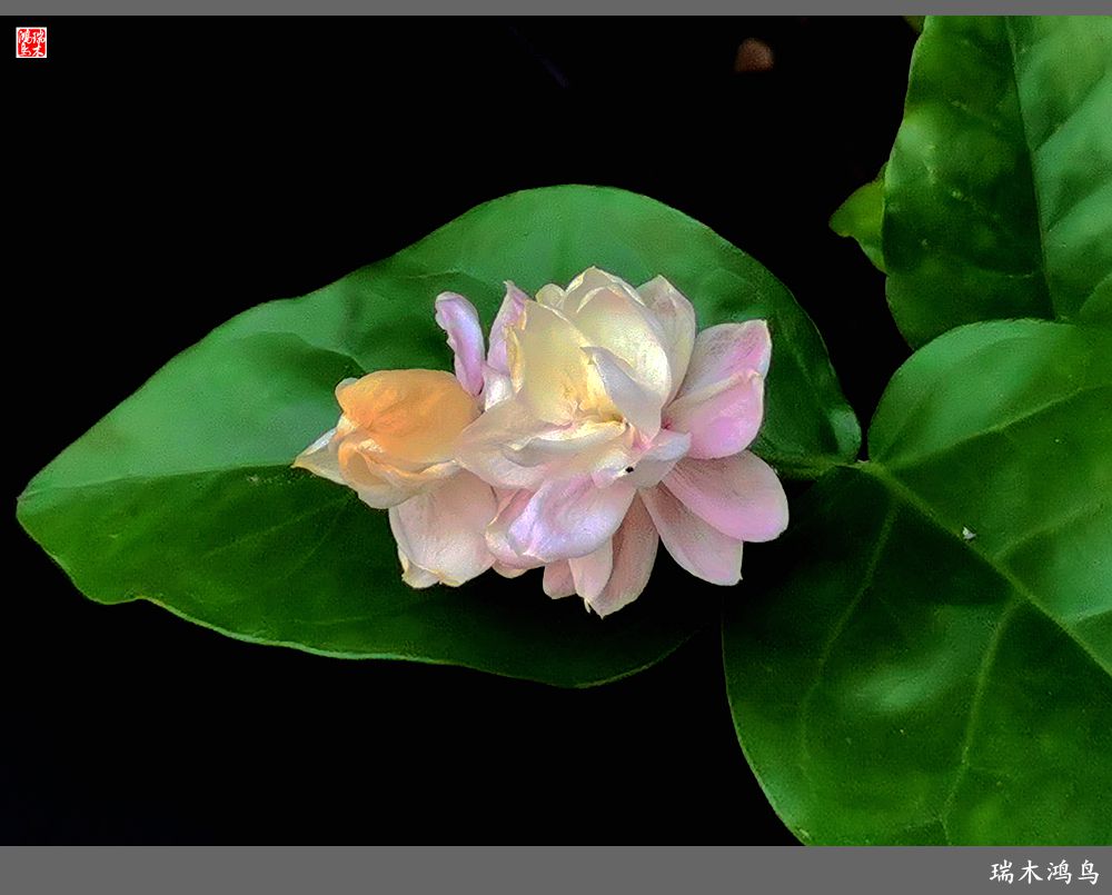 【2022之花季】38.好一朵美丽的茉莉花