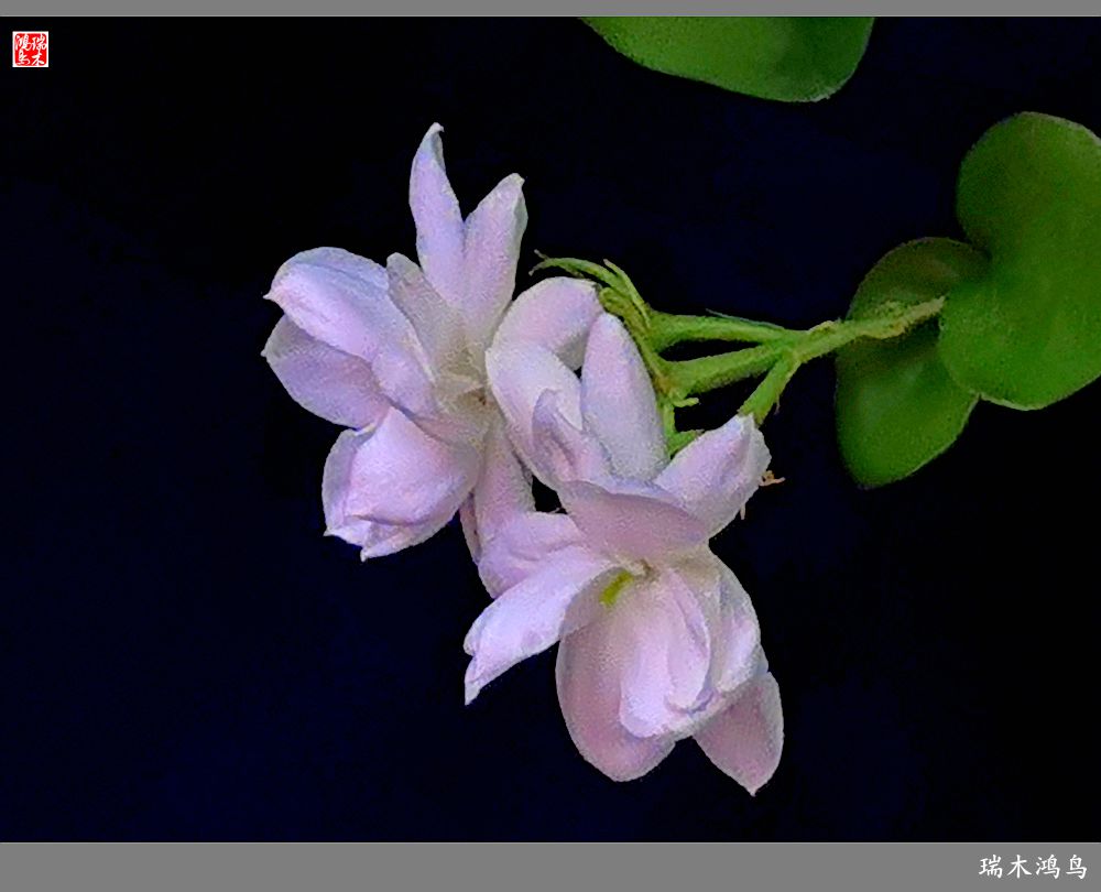 【2022之花季】38.好一朵美丽的茉莉花