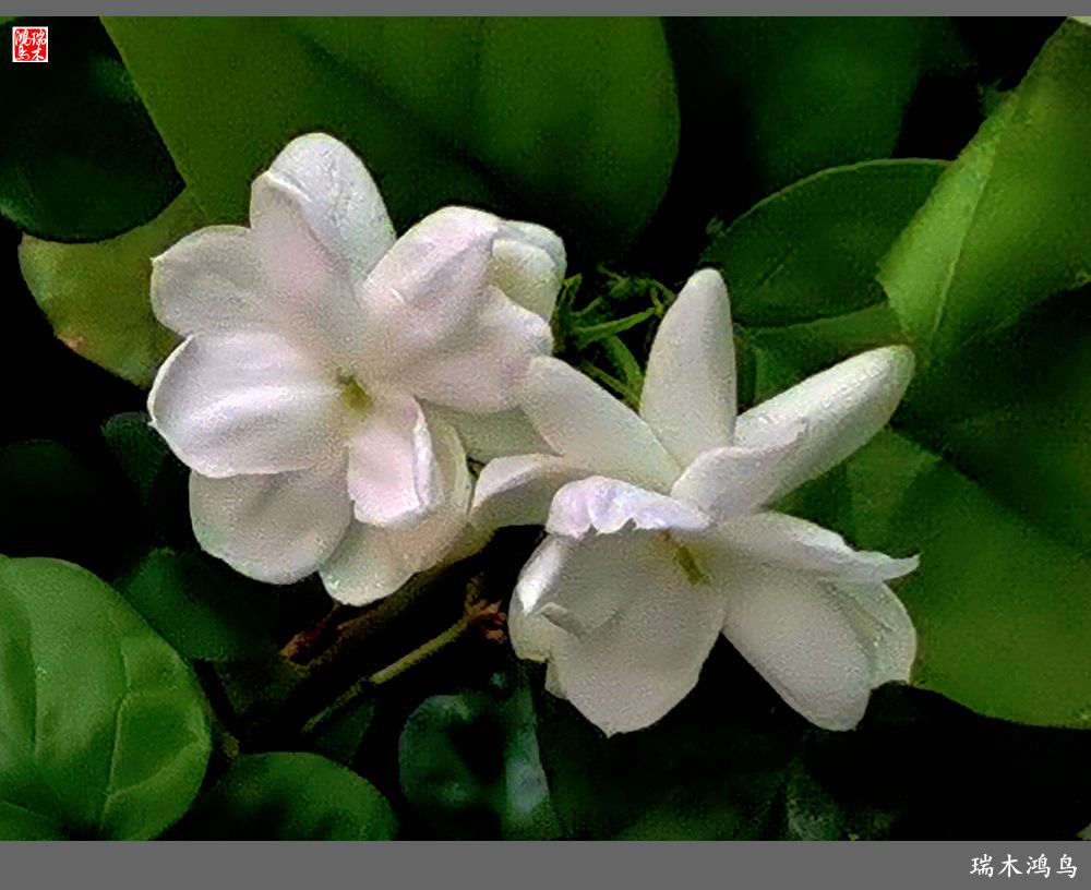 【2022之花季】38.好一朵美丽的茉莉花