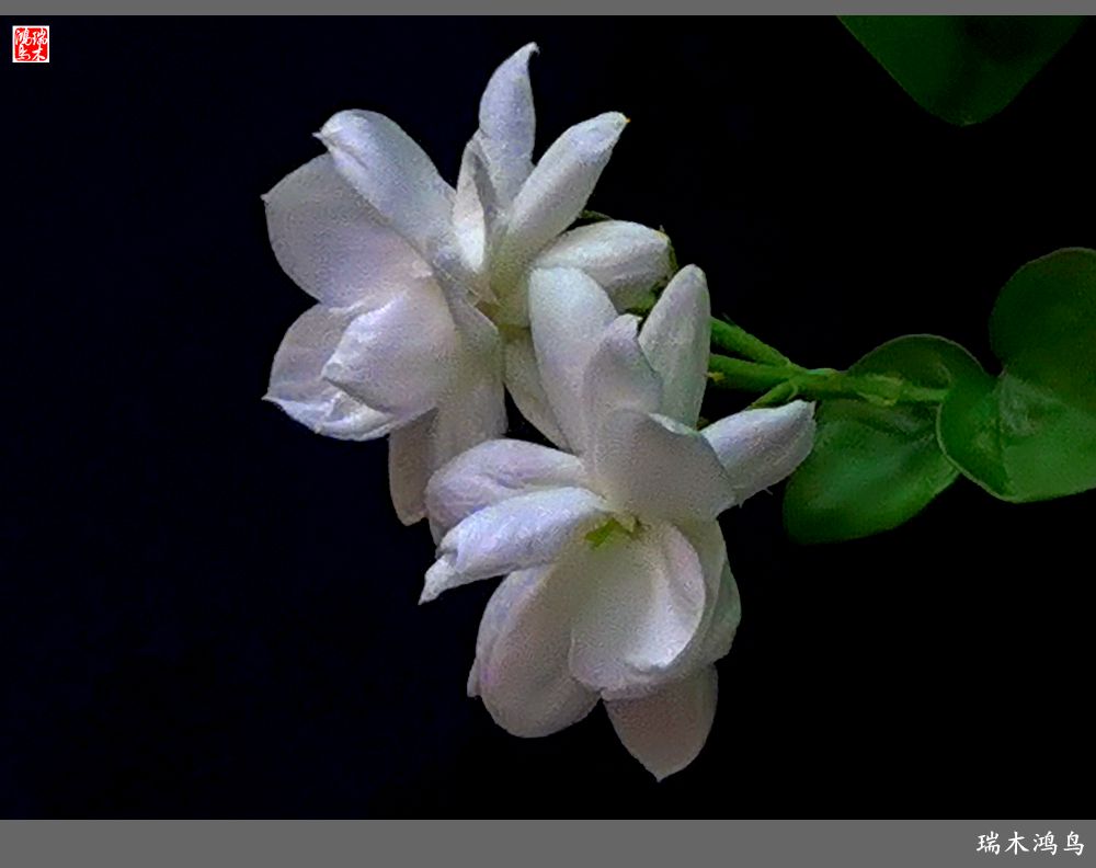 【2022之花季】38.好一朵美丽的茉莉花