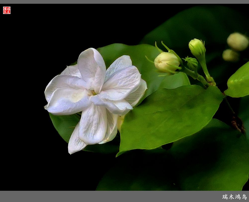 【2022之花季】38.好一朵美丽的茉莉花