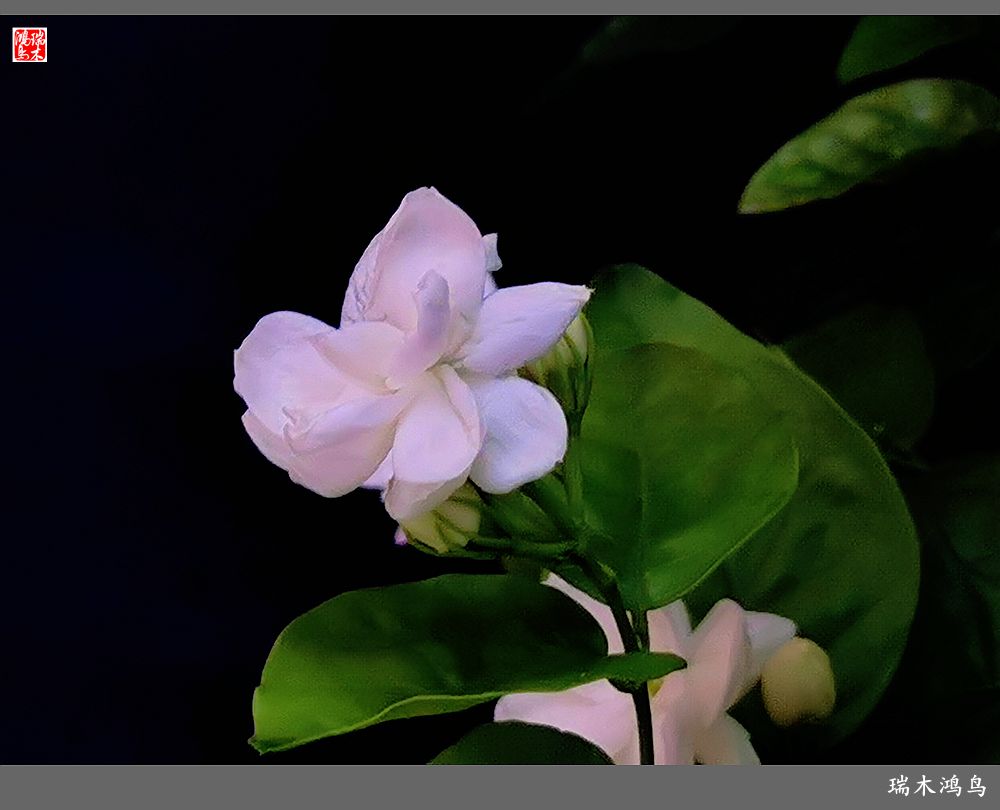 【2022之花季】38.好一朵美丽的茉莉花