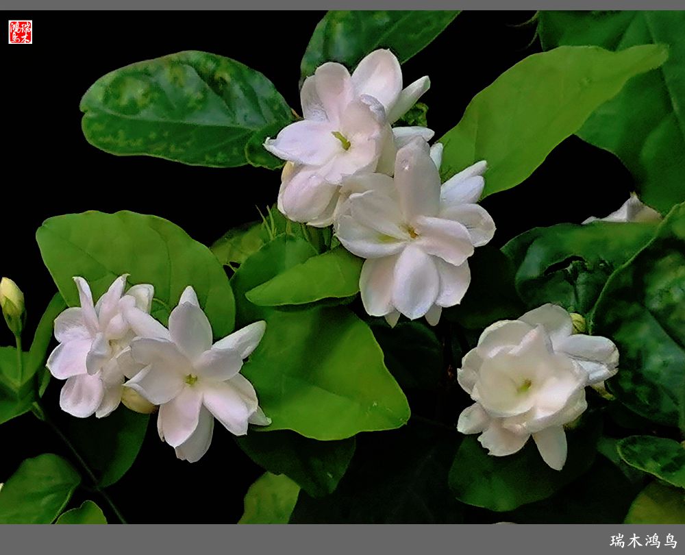 【2022之花季】38.好一朵美丽的茉莉花