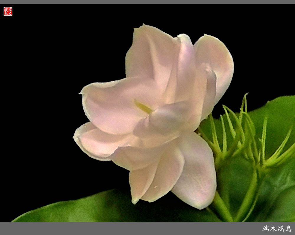 【2022之花季】38.好一朵美丽的茉莉花