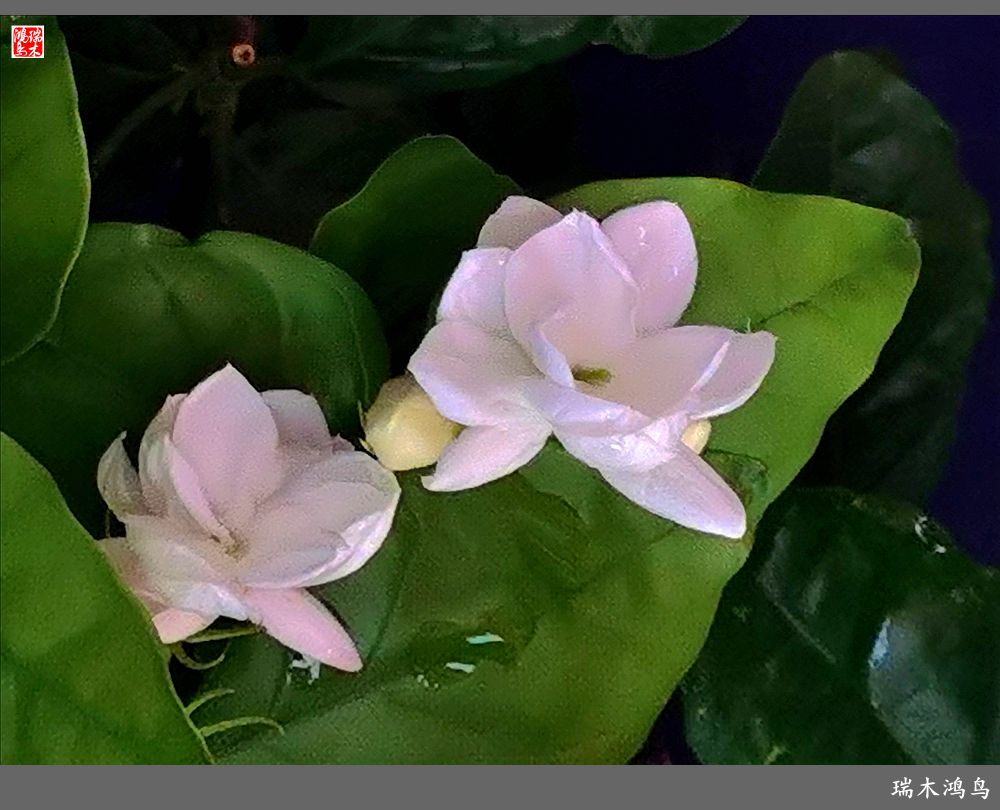 【2022之花季】38.好一朵美丽的茉莉花