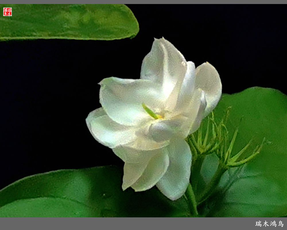 【2022之花季】38.好一朵美丽的茉莉花