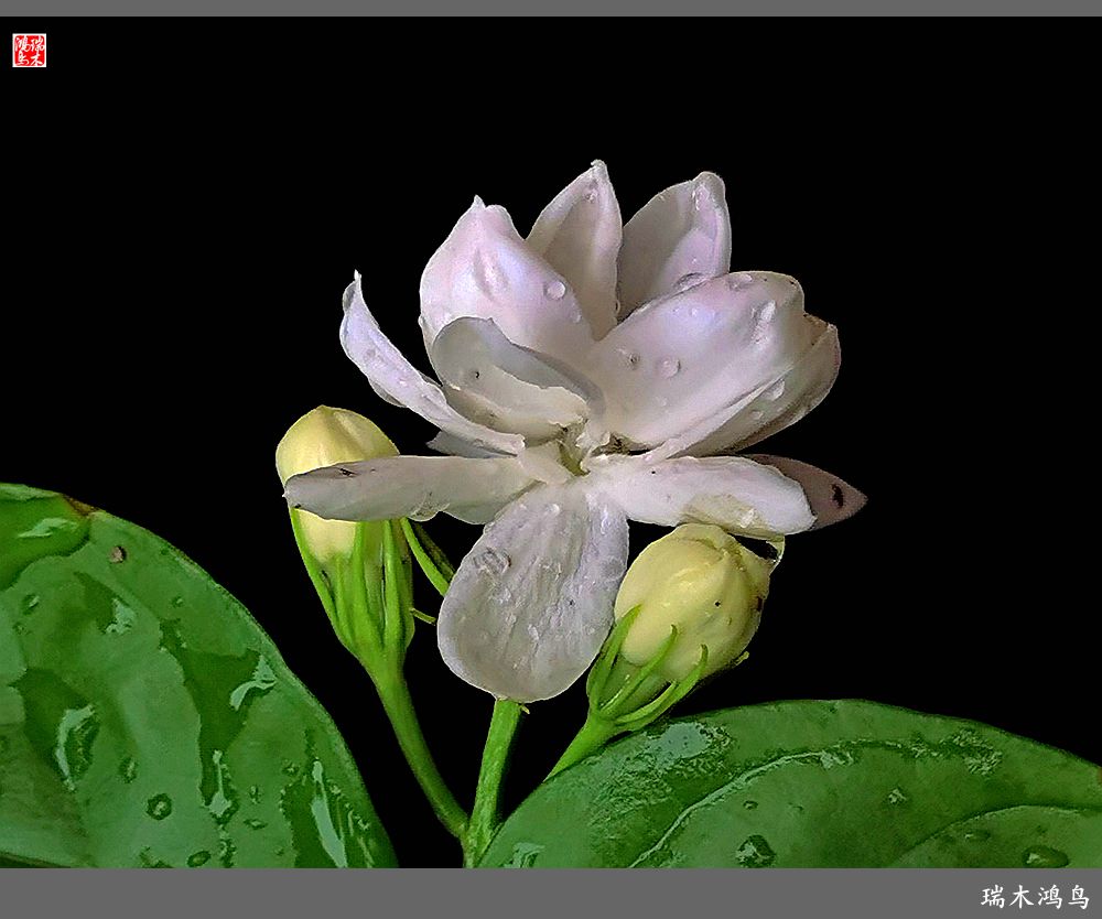 【2022之花季】38.好一朵美丽的茉莉花