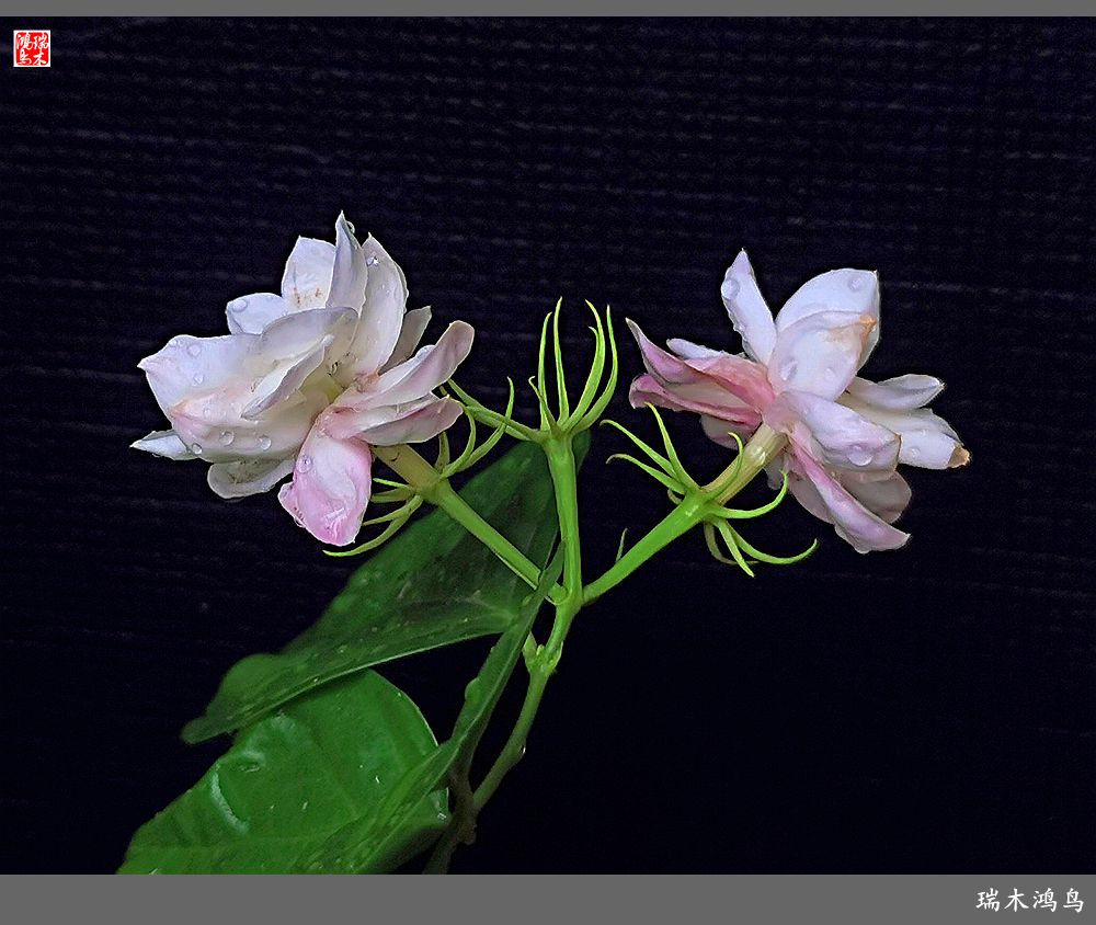 【2022之花季】38.好一朵美丽的茉莉花