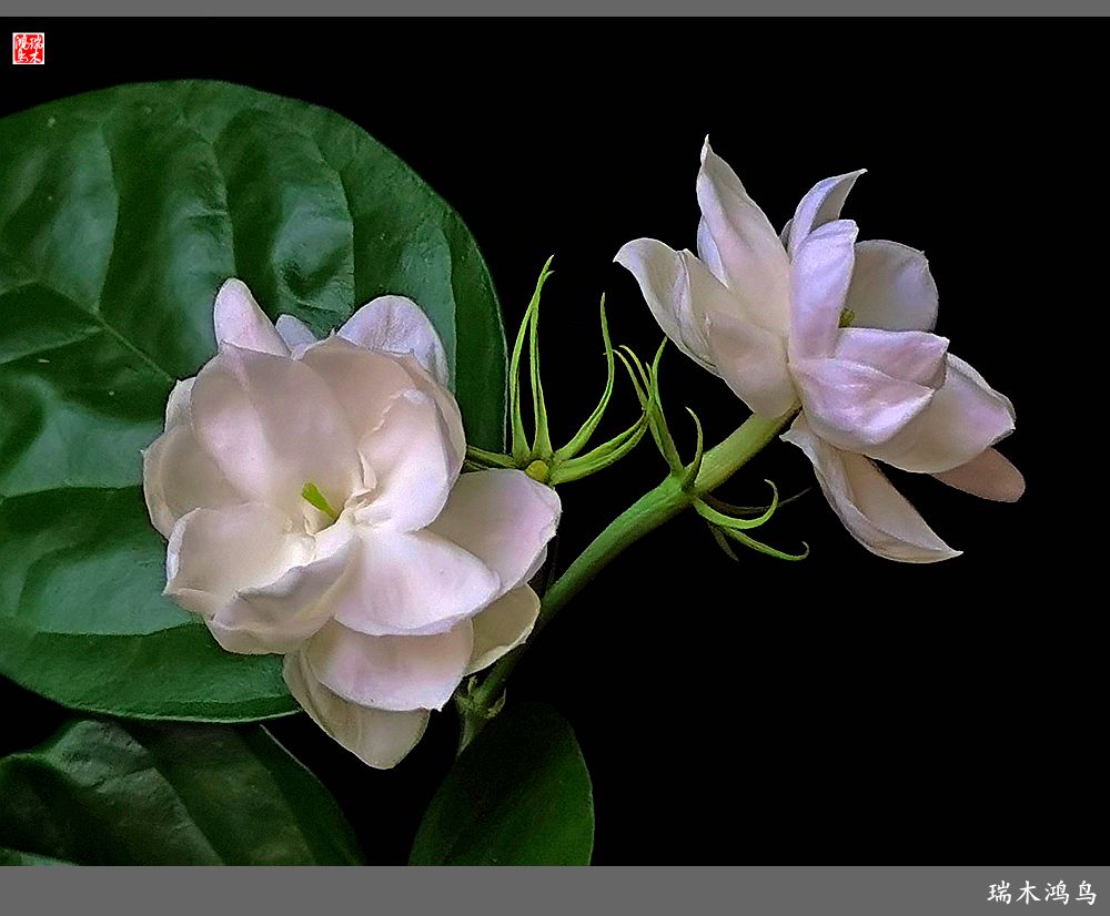 【2022之花季】38.好一朵美丽的茉莉花