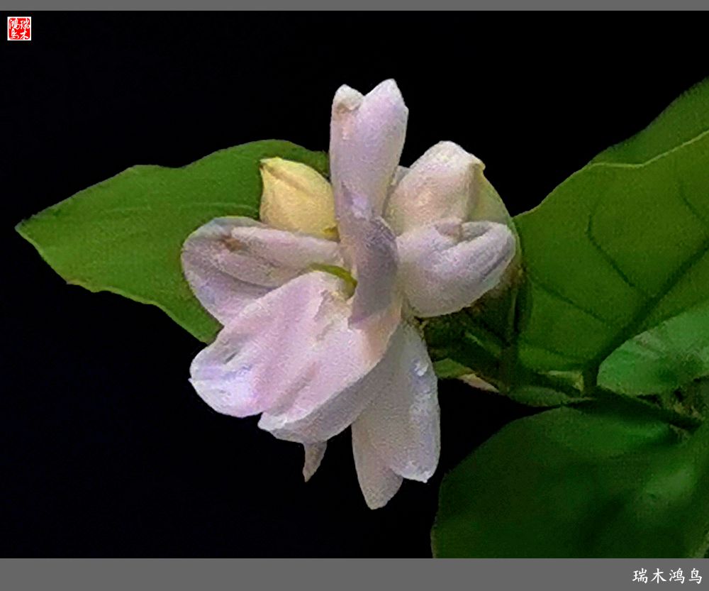 【2022之花季】38.好一朵美丽的茉莉花