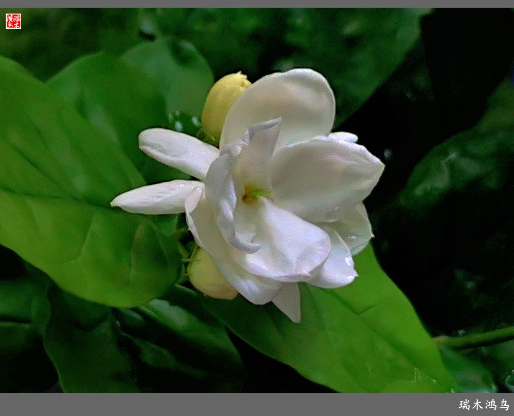 【2022之花季】38.好一朵美丽的茉莉花