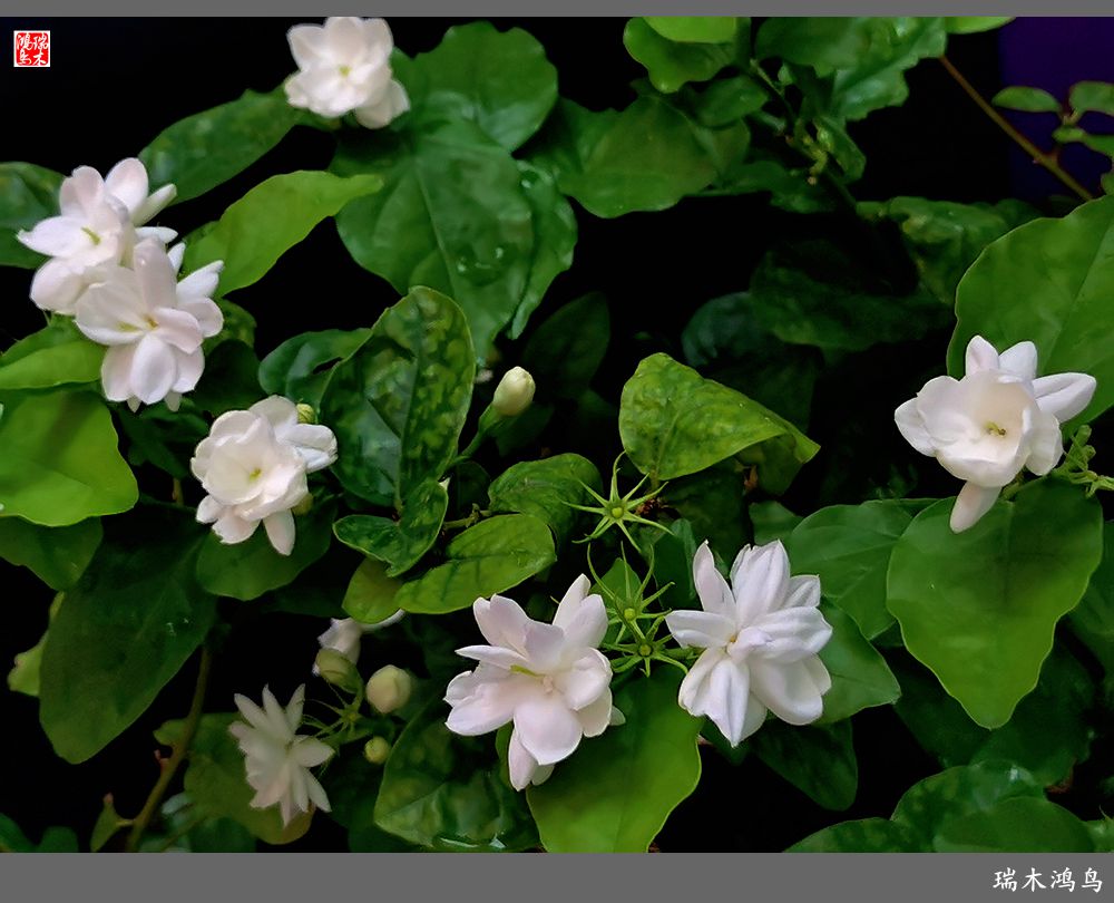 【2022之花季】38.好一朵美丽的茉莉花