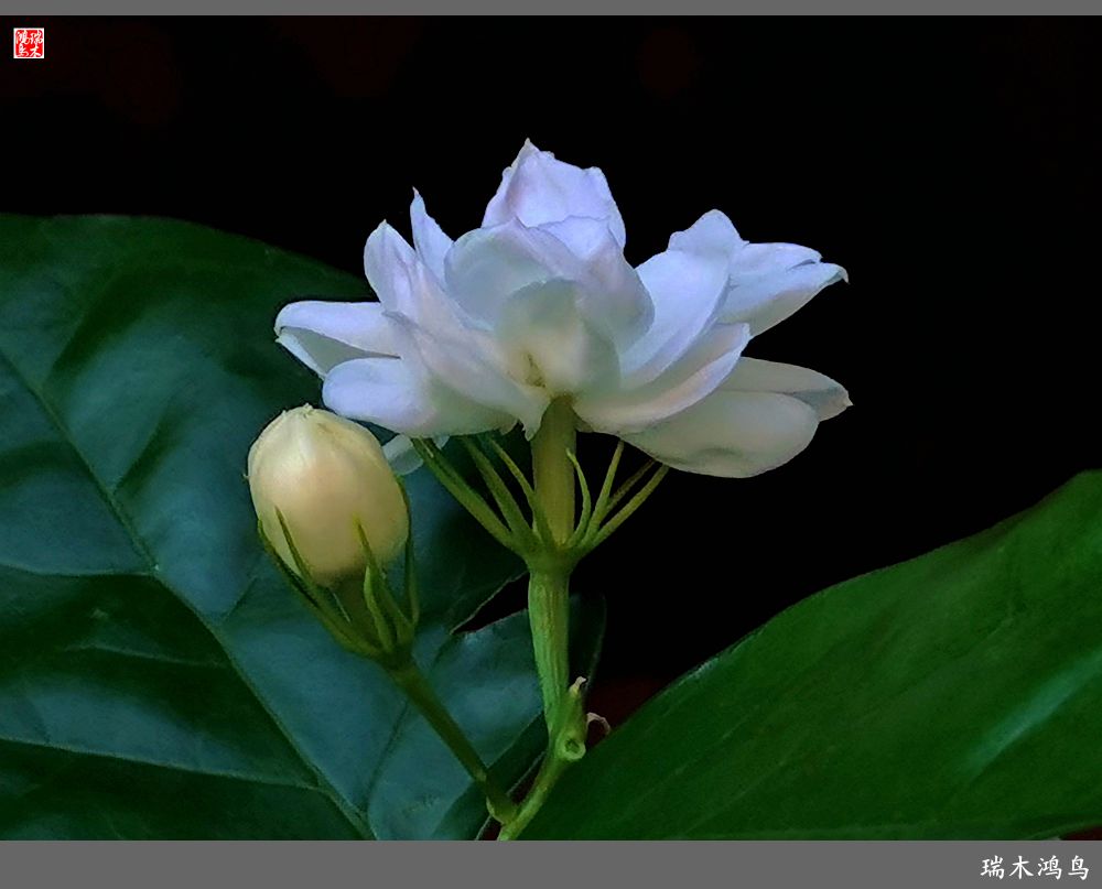 【2022之花季】38.好一朵美丽的茉莉花