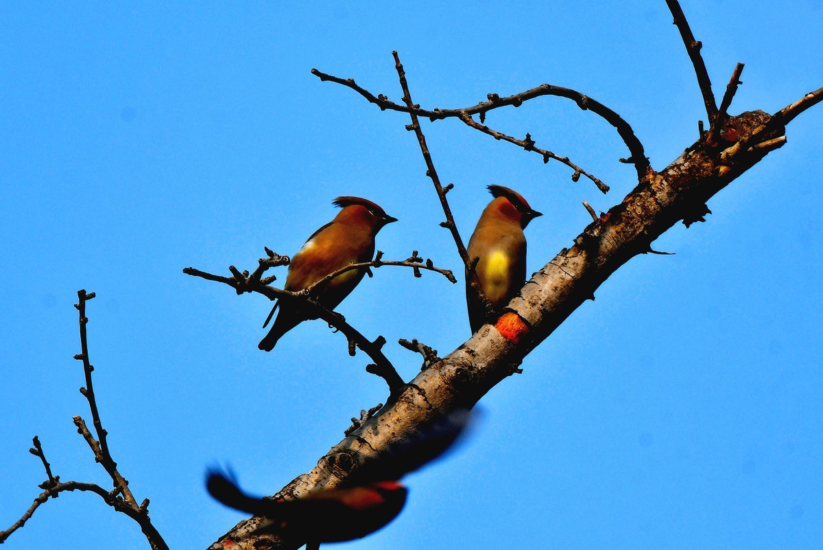 成都飞来太平鸟