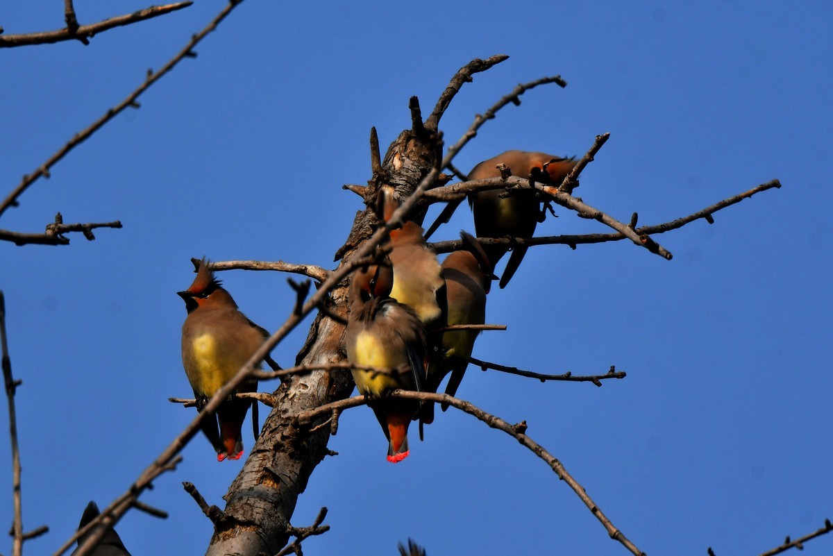 成都飞来太平鸟