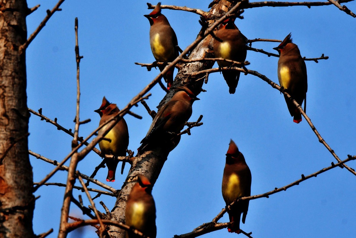 成都飞来太平鸟
