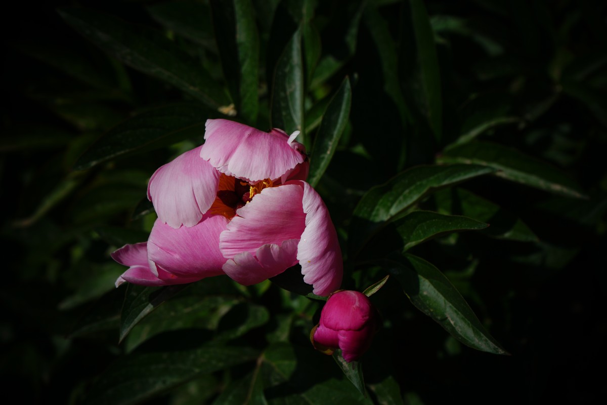 芍药花