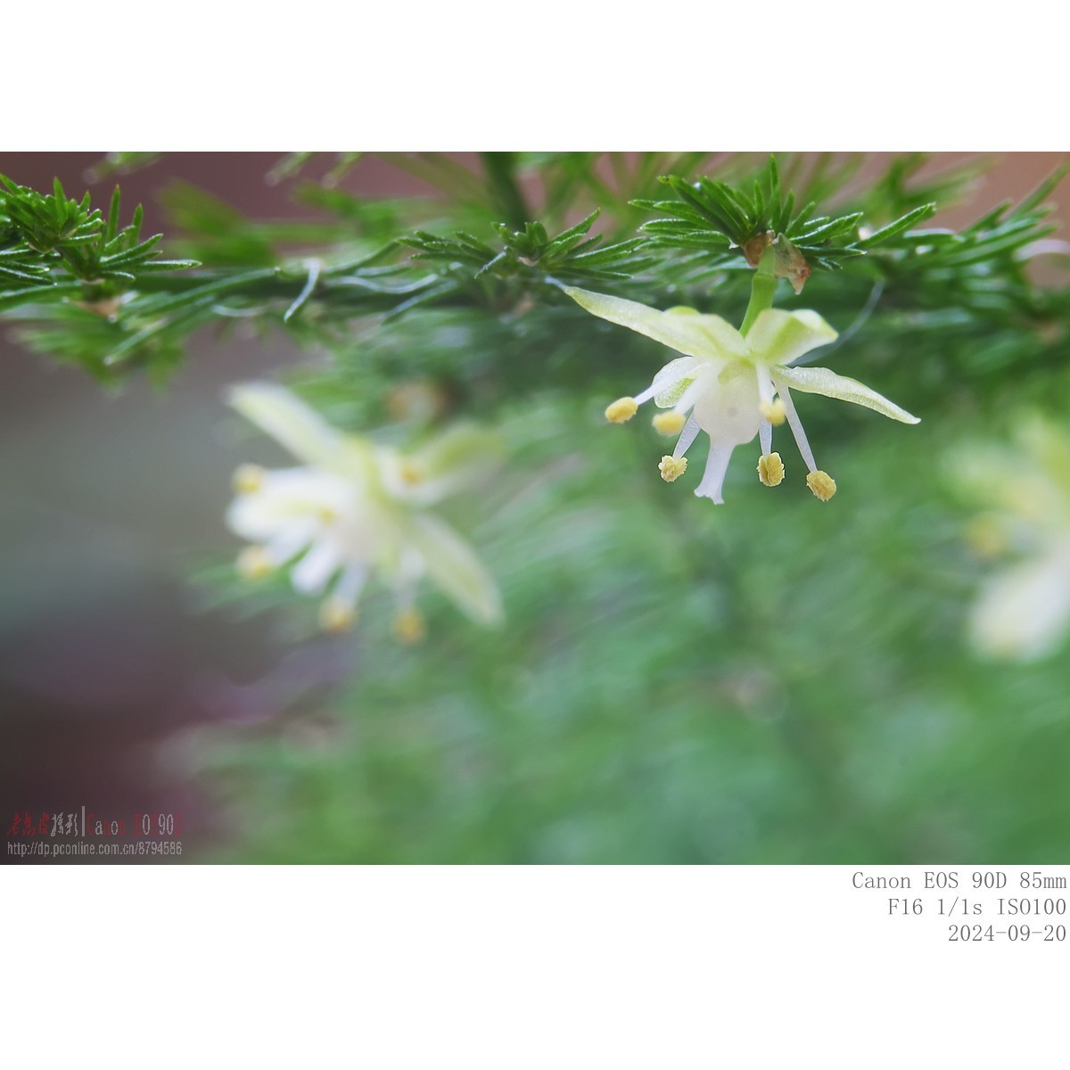 小米粒大的文竹花