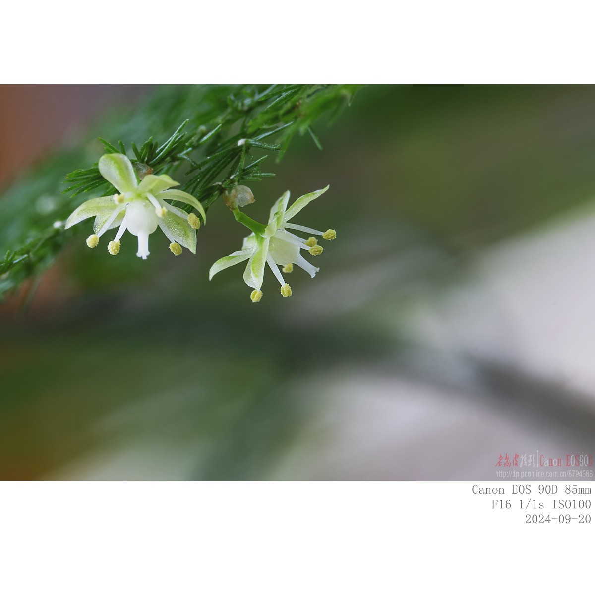 小米粒大的文竹花