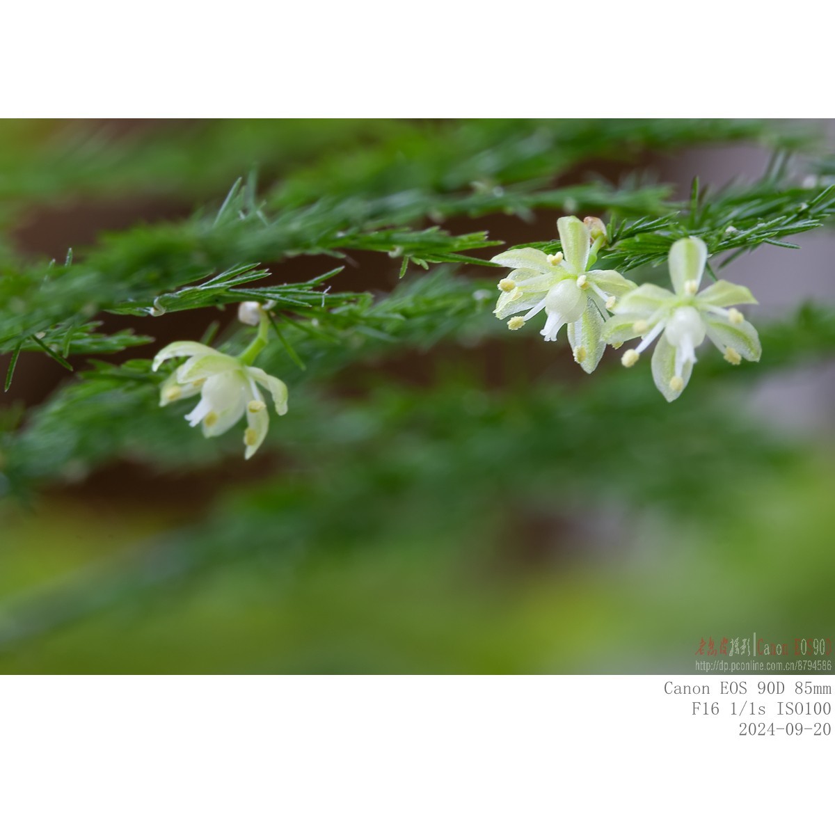 小米粒大的文竹花