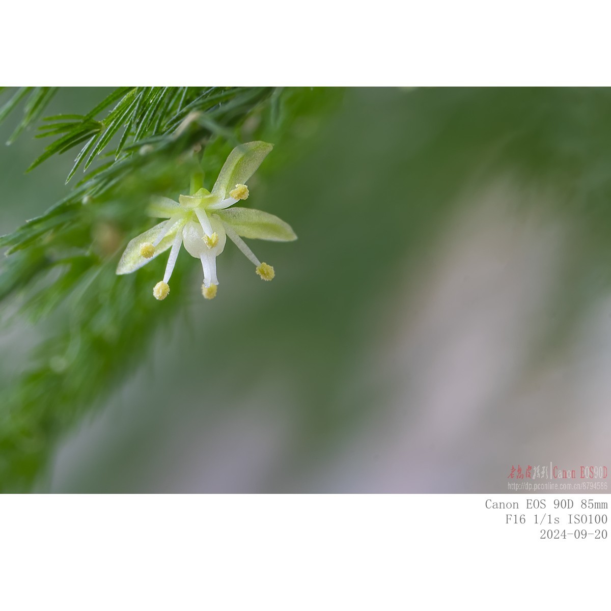 小米粒大的文竹花