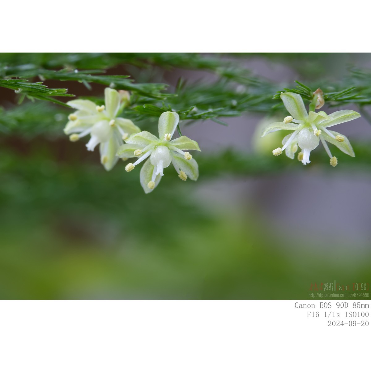 小米粒大的文竹花