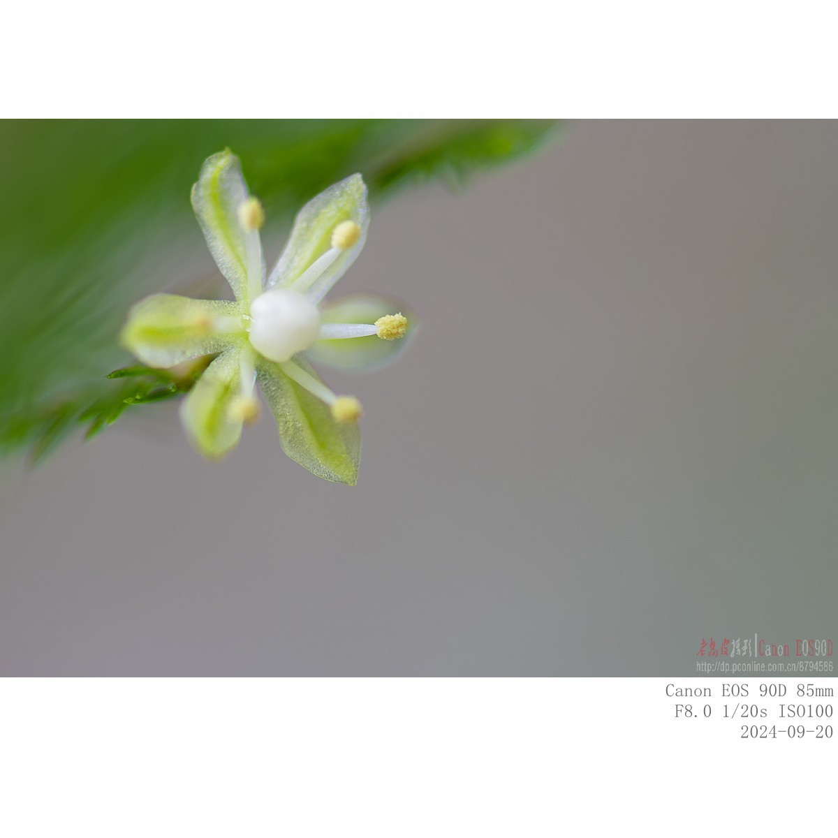 小米粒大的文竹花