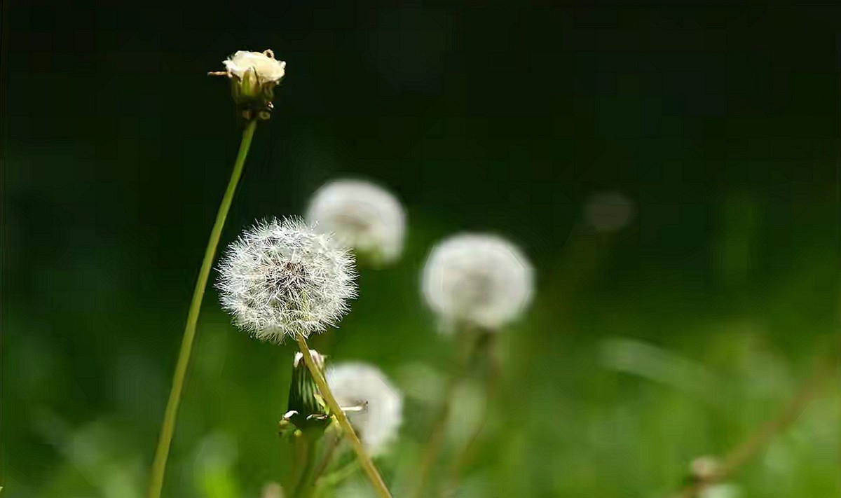 蒲公英
