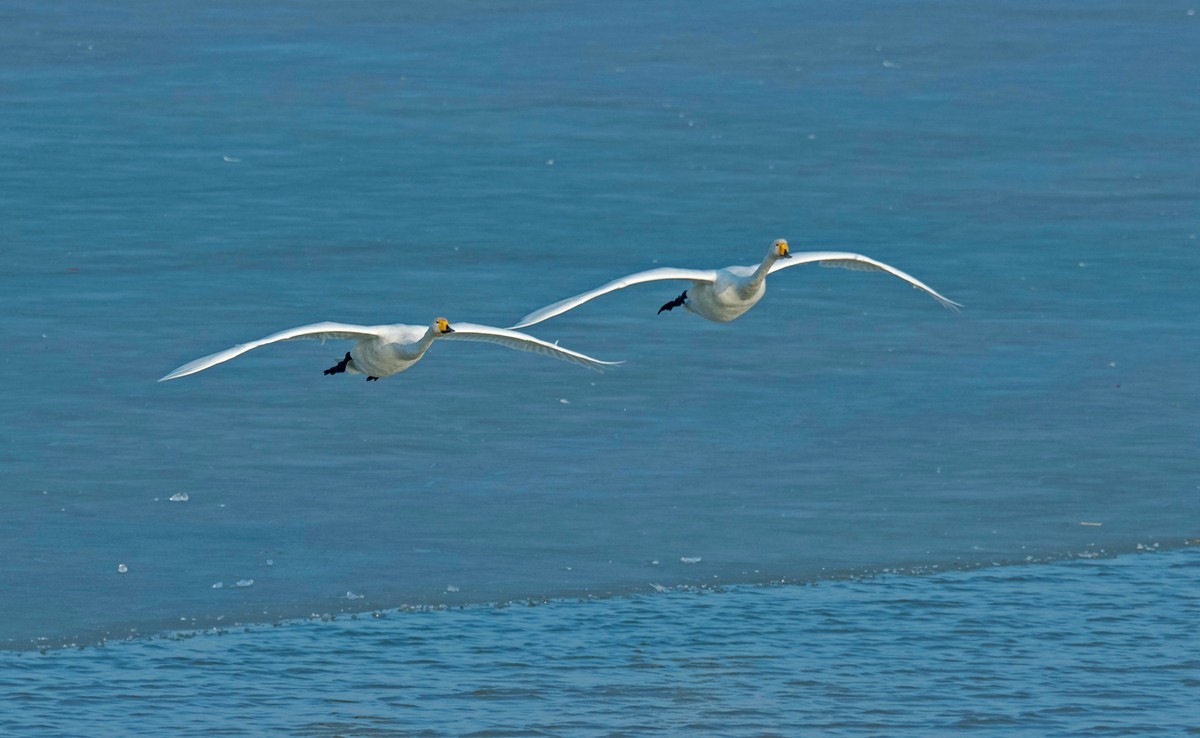 追拍天鹅（四）