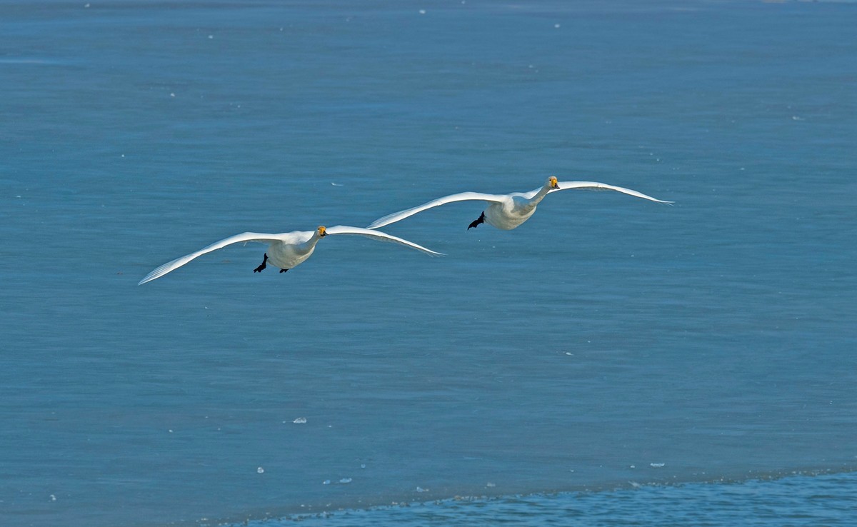 追拍天鹅（四）