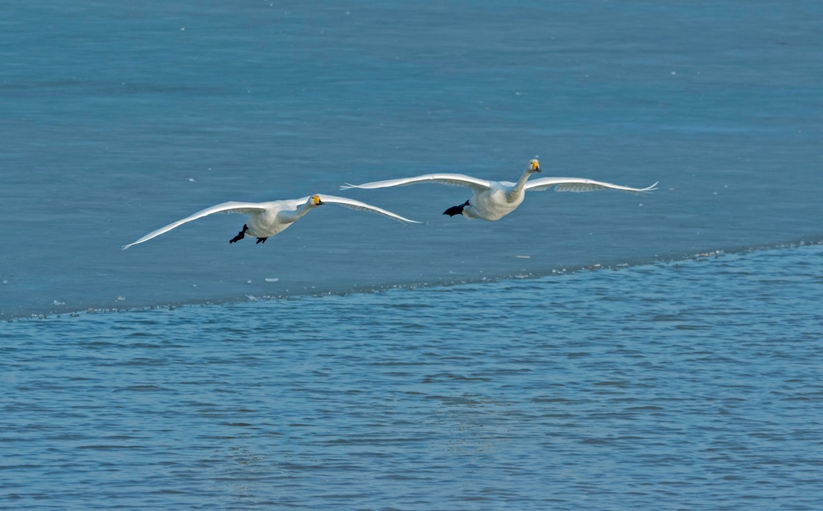 追拍天鹅（四）