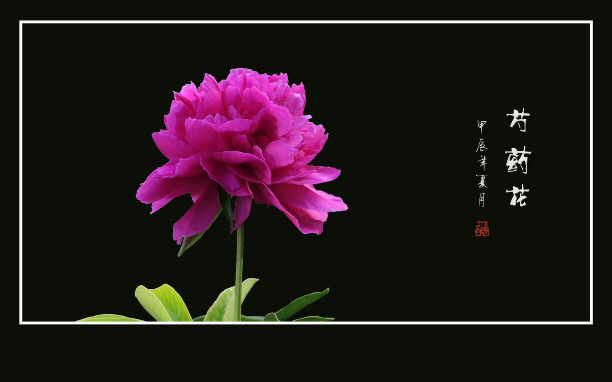 鲜艳漂亮的芍药花