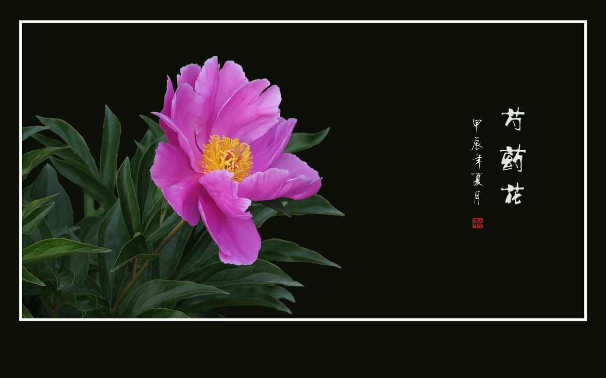 鲜艳漂亮的芍药花