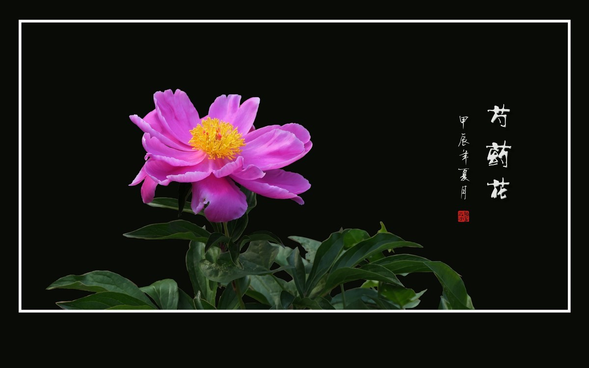 鲜艳漂亮的芍药花