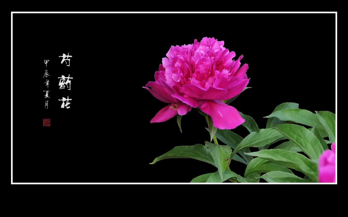 鲜艳漂亮的芍药花