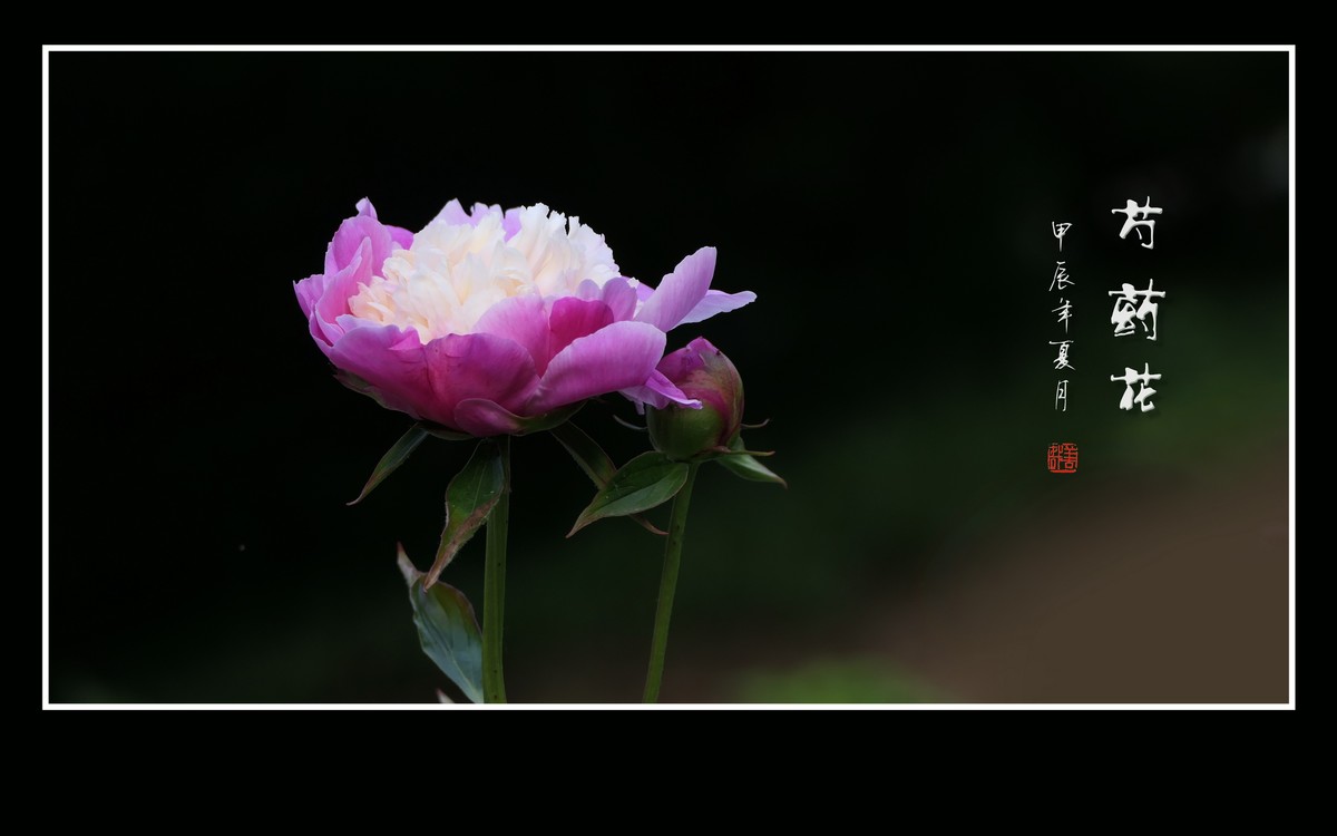 鲜艳漂亮的芍药花