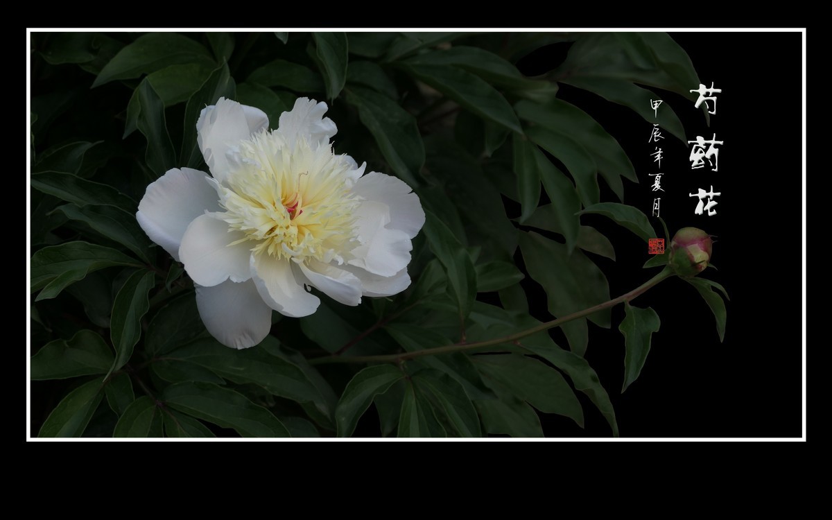 鲜艳漂亮的芍药花