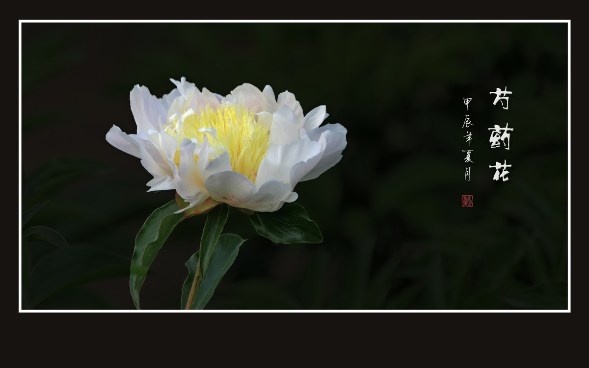 鲜艳漂亮的芍药花