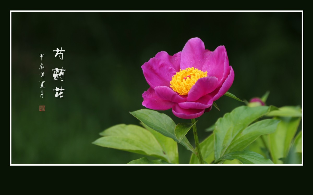 鲜艳漂亮的芍药花