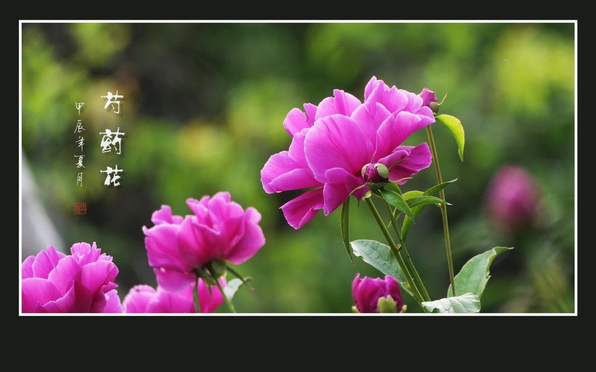 鲜艳漂亮的芍药花