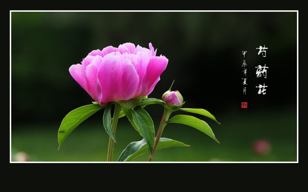 鲜艳漂亮的芍药花