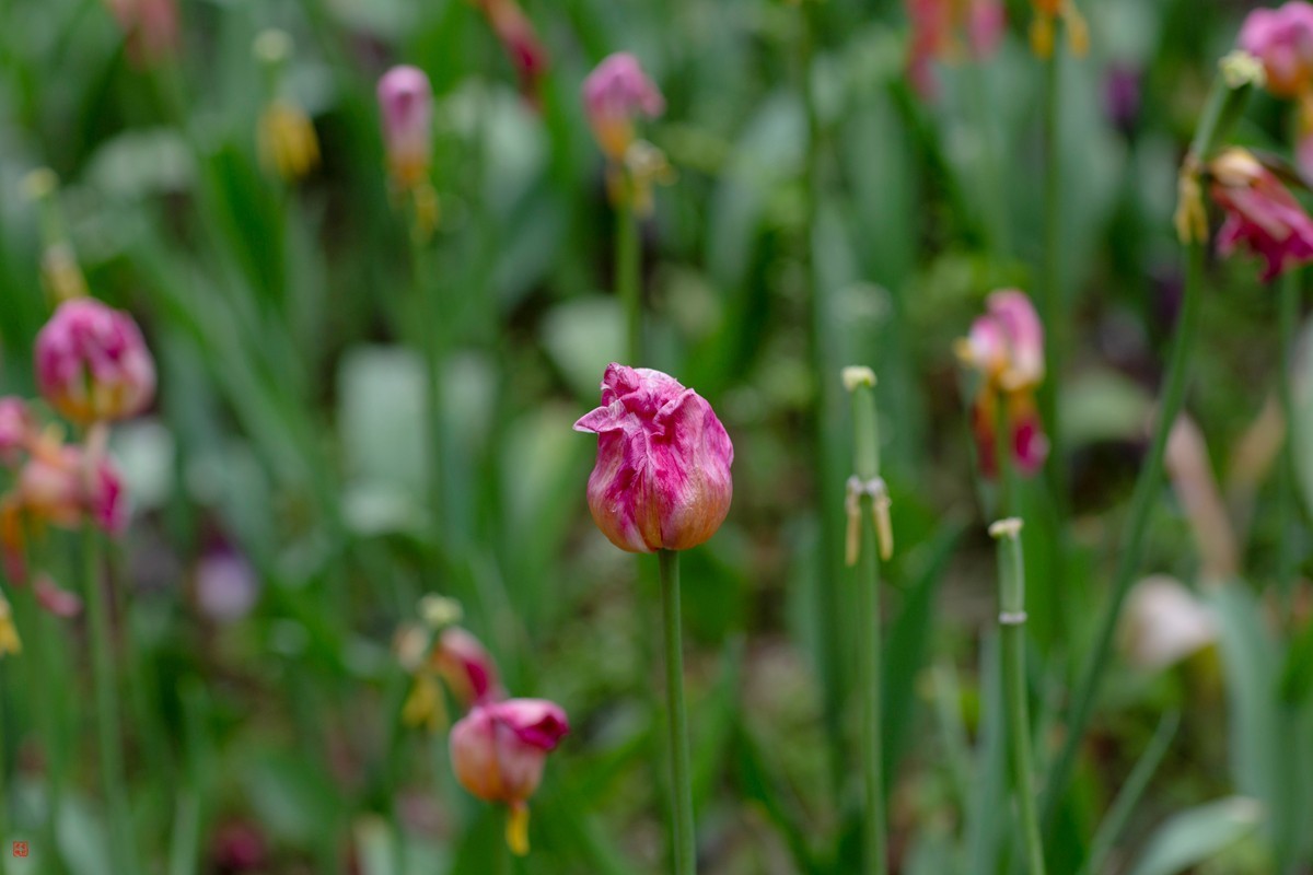 郁金香（85mm.f1.2人像镜皇镜头拍花）