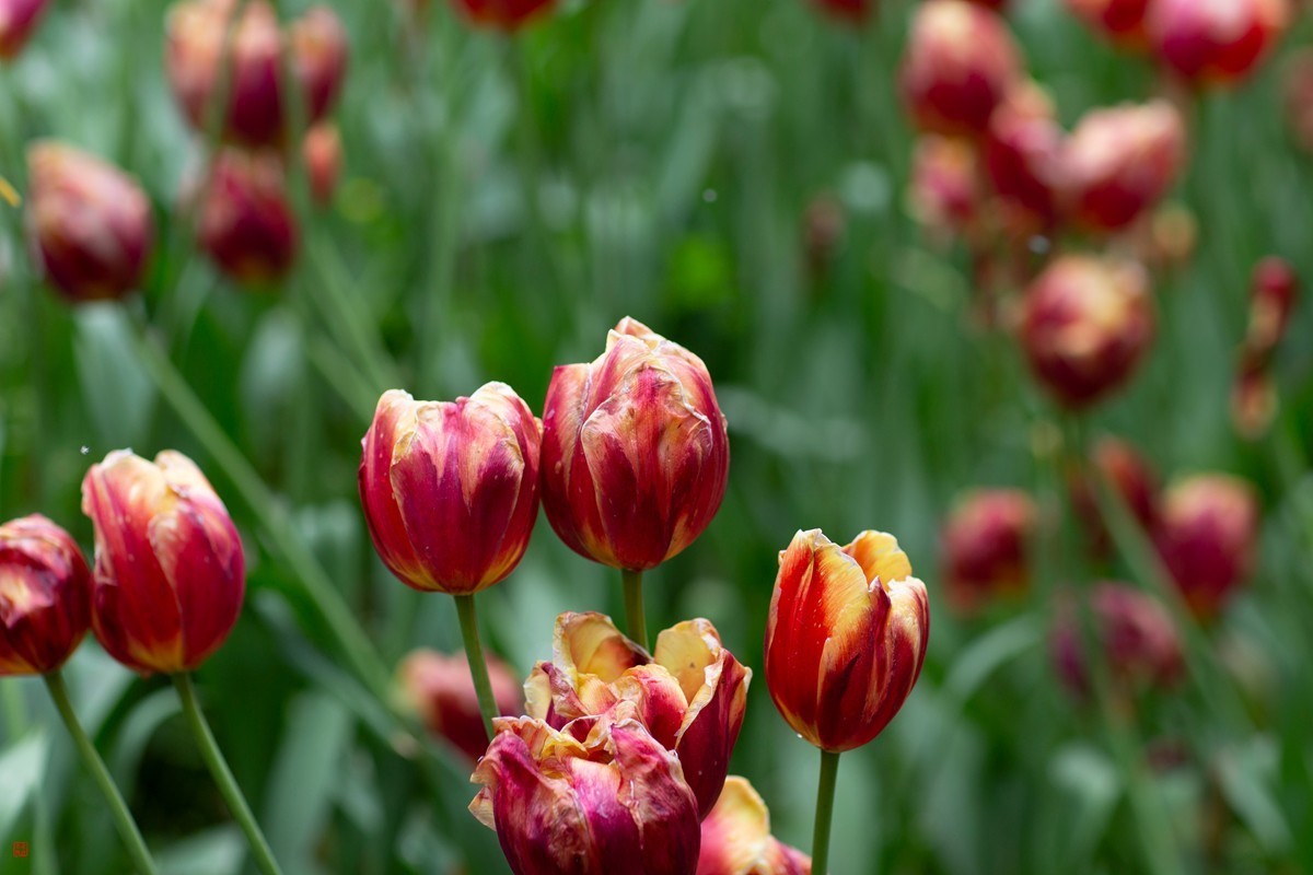 郁金香（85mm.f1.2人像镜皇镜头拍花）