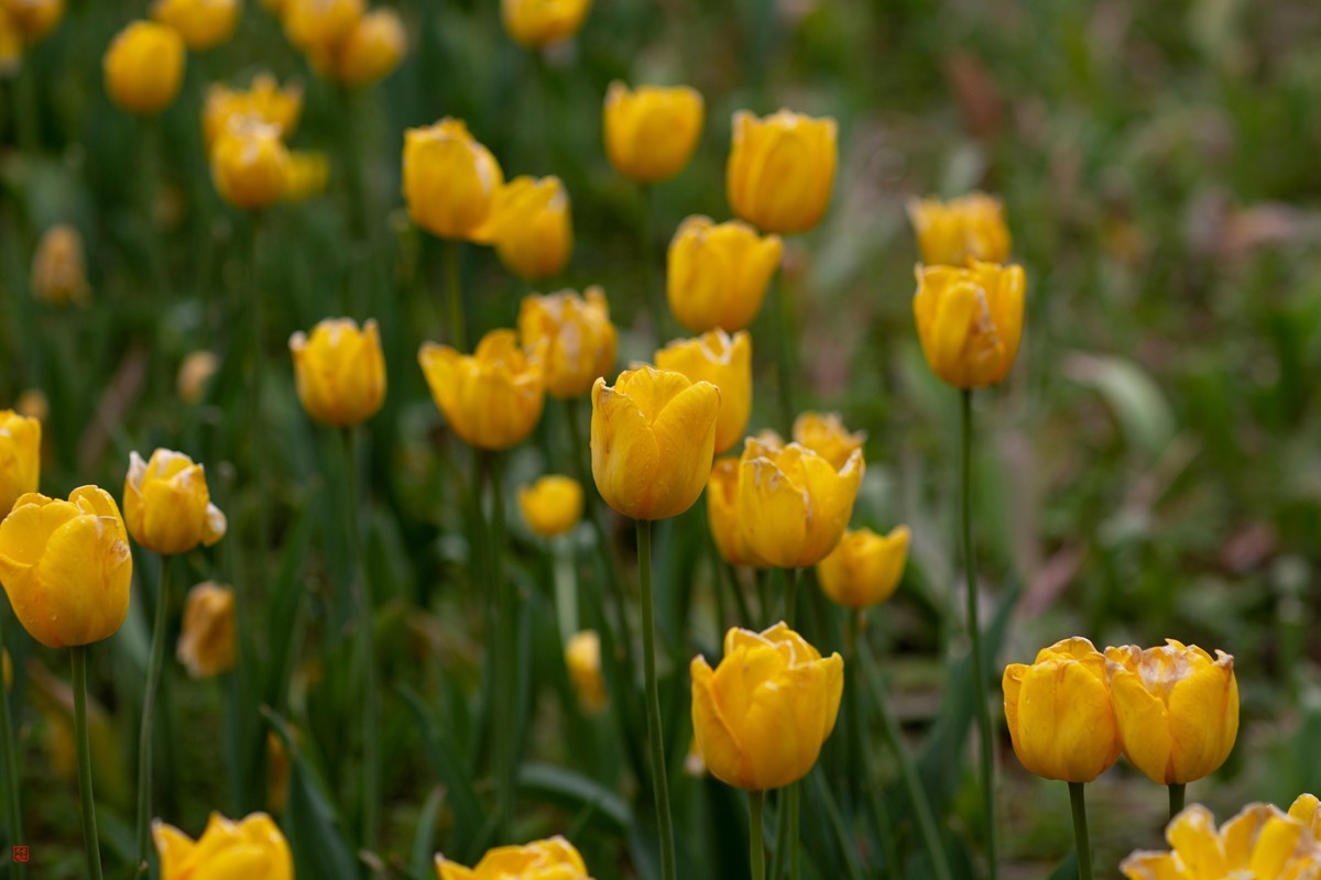 郁金香（85mm.f1.2人像镜皇镜头拍花）