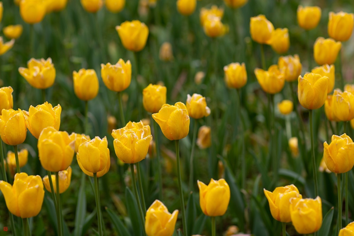 郁金香（85mm.f1.2人像镜皇镜头拍花）