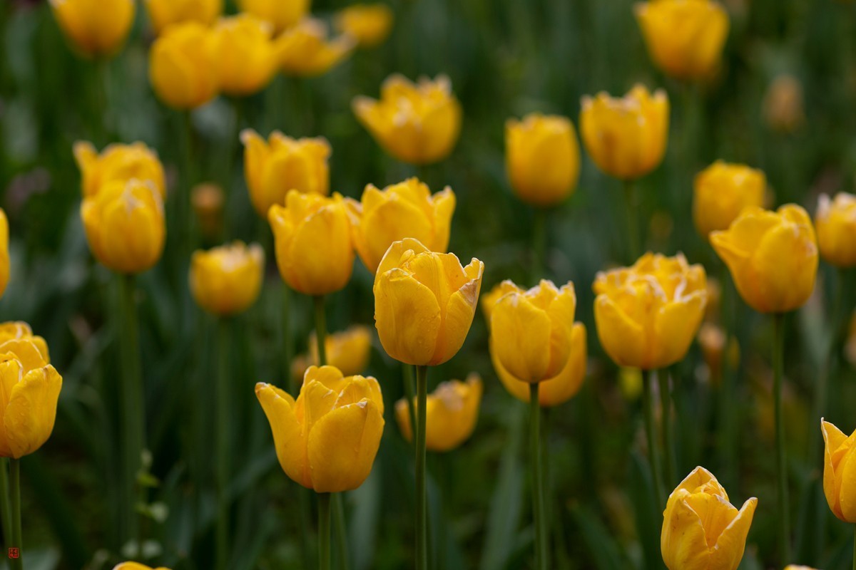 郁金香（85mm.f1.2人像镜皇镜头拍花）