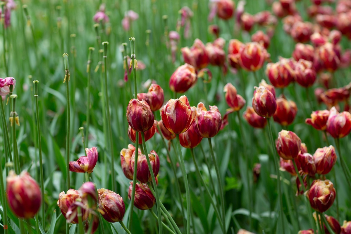 郁金香（85mm.f1.2人像镜皇镜头拍花）